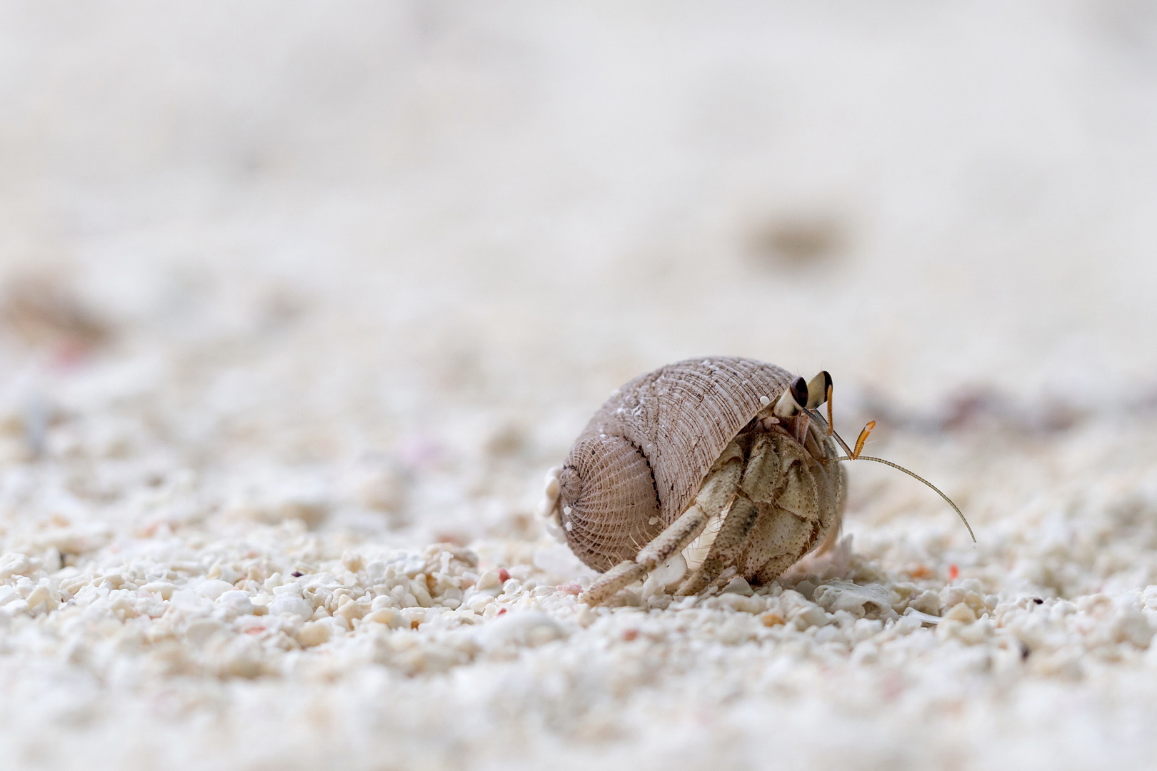 Die Strandkugel