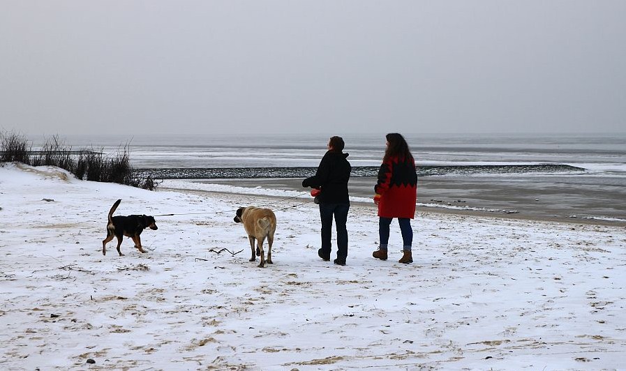 Die Strandläufer