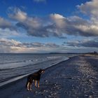 Die Strandläuferin