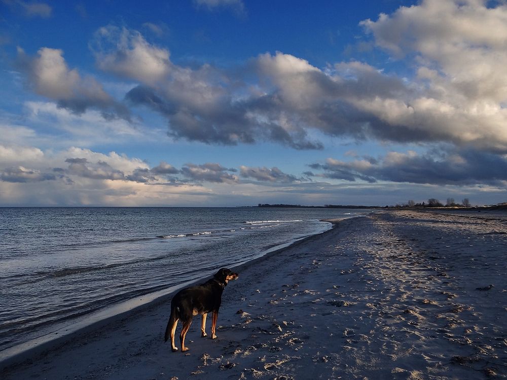 Die Strandläuferin