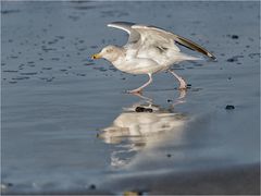 Die Strandläuferin....