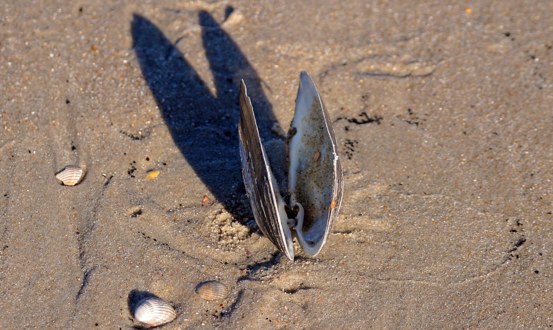 Die Strandmuschel