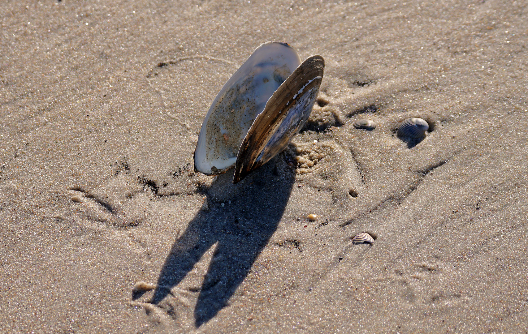 Die Strandmuschel