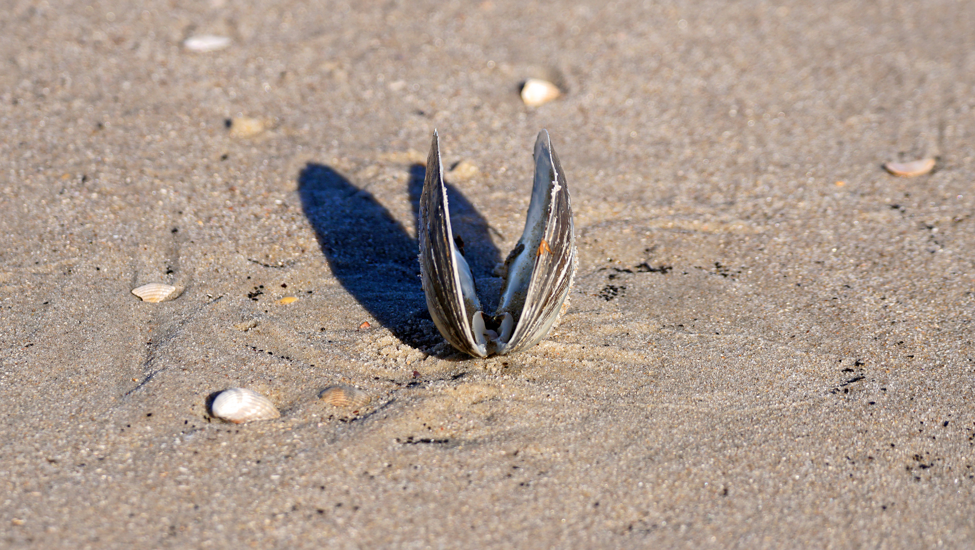 Die Strandmuschel