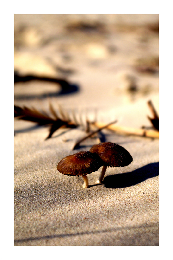 Die Strandpilze von Langeoog