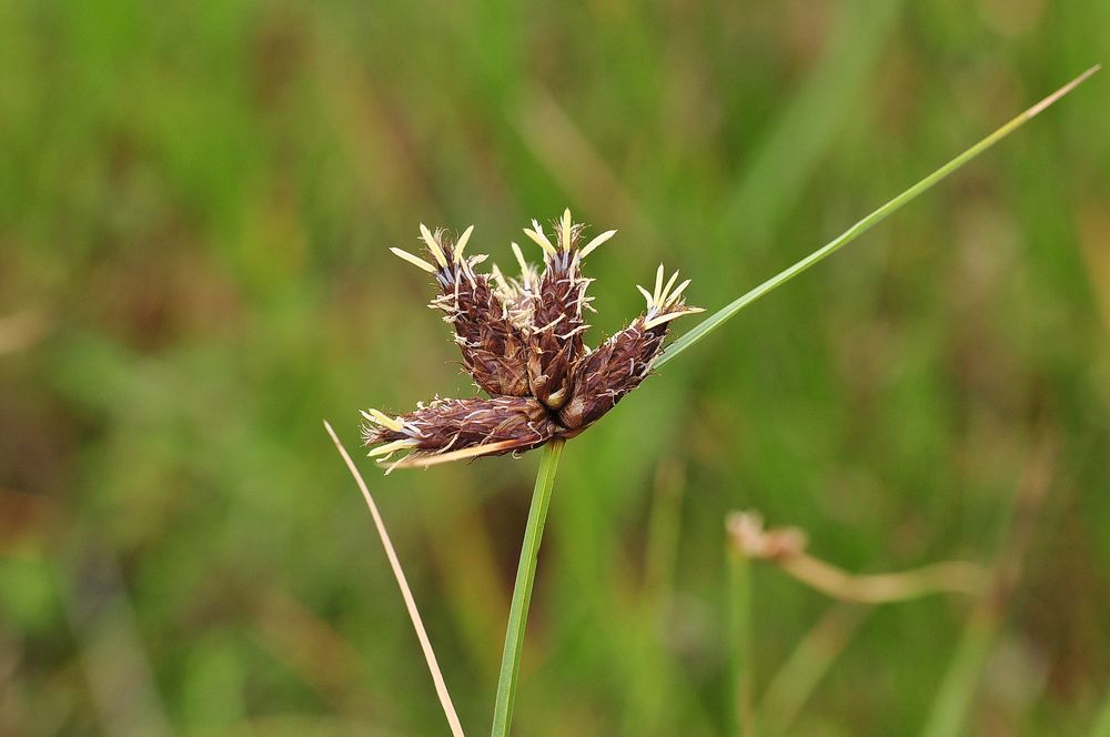 Die Strandsimse (Bolboschoenus maritimus)