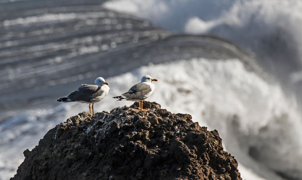 Die Strandwächter