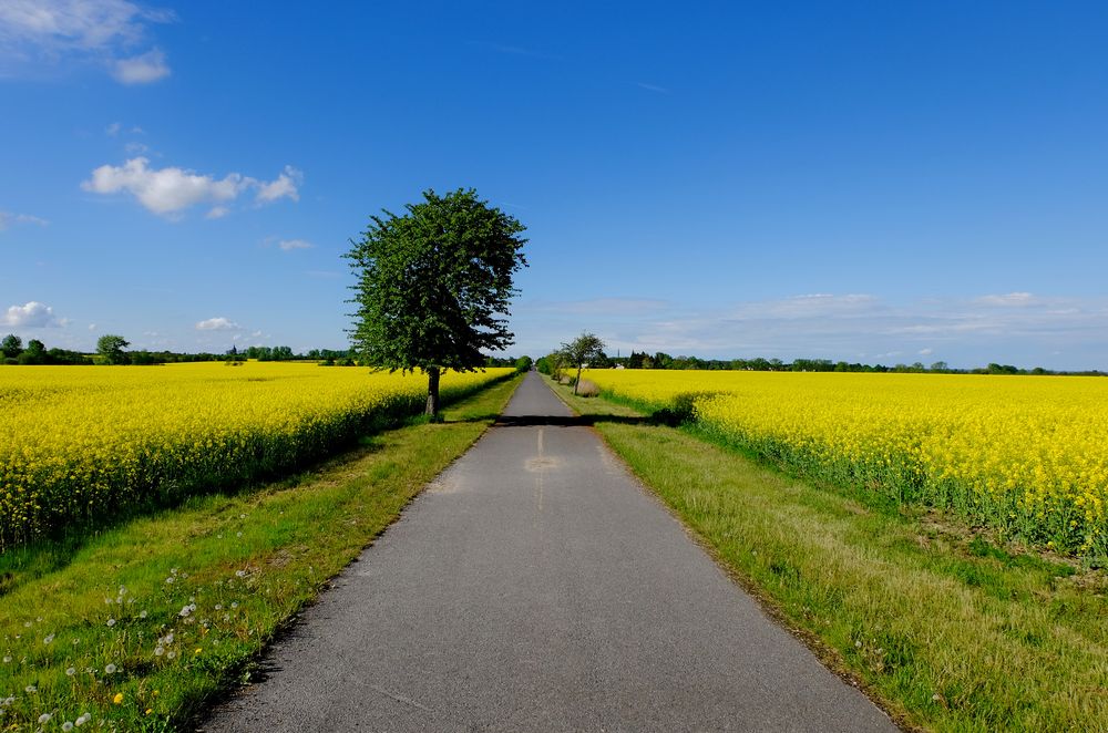 Die Straße durch das Rapsfeld - Mai 2017