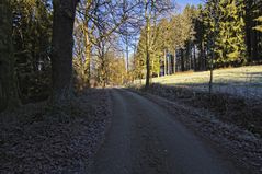 Die Straße durch den Wald