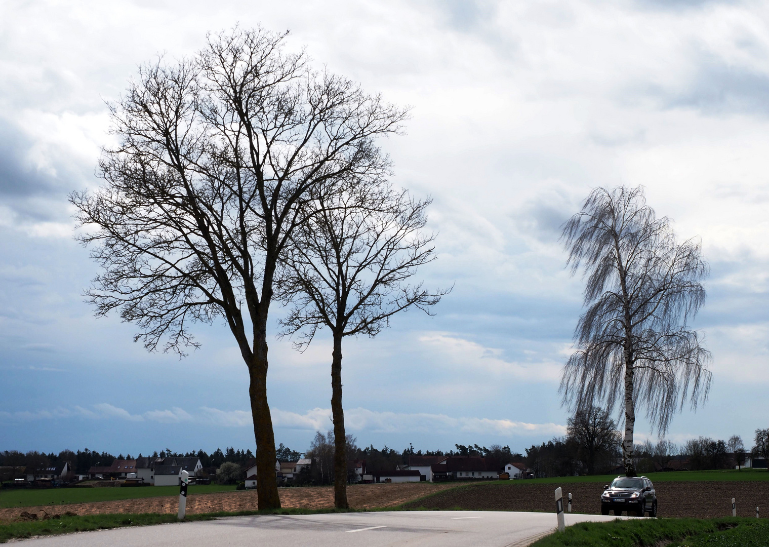 Die Straße und die Bäume