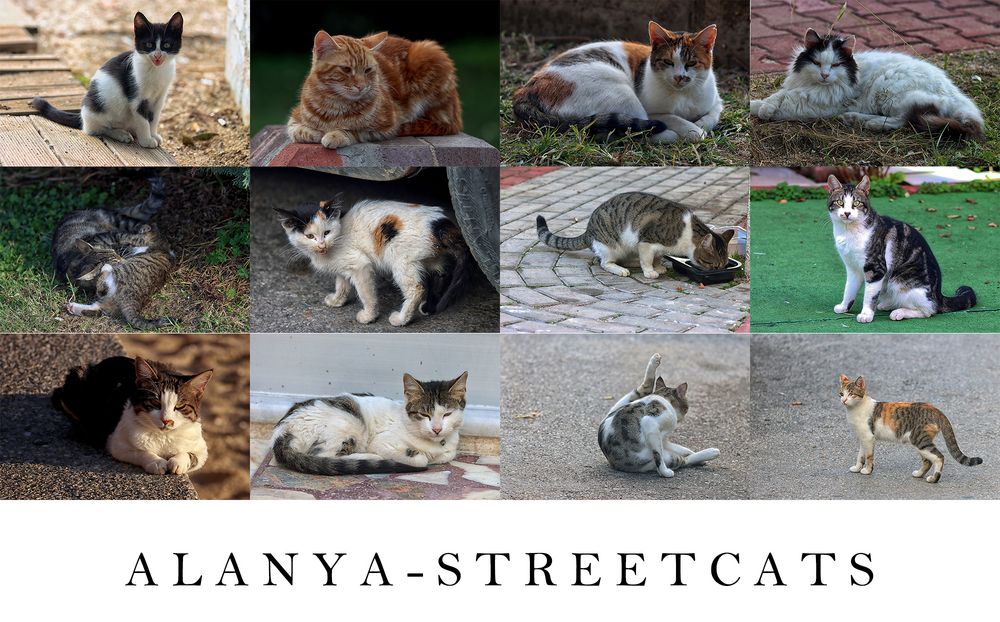 Die Strassenkatzen von Alanya 