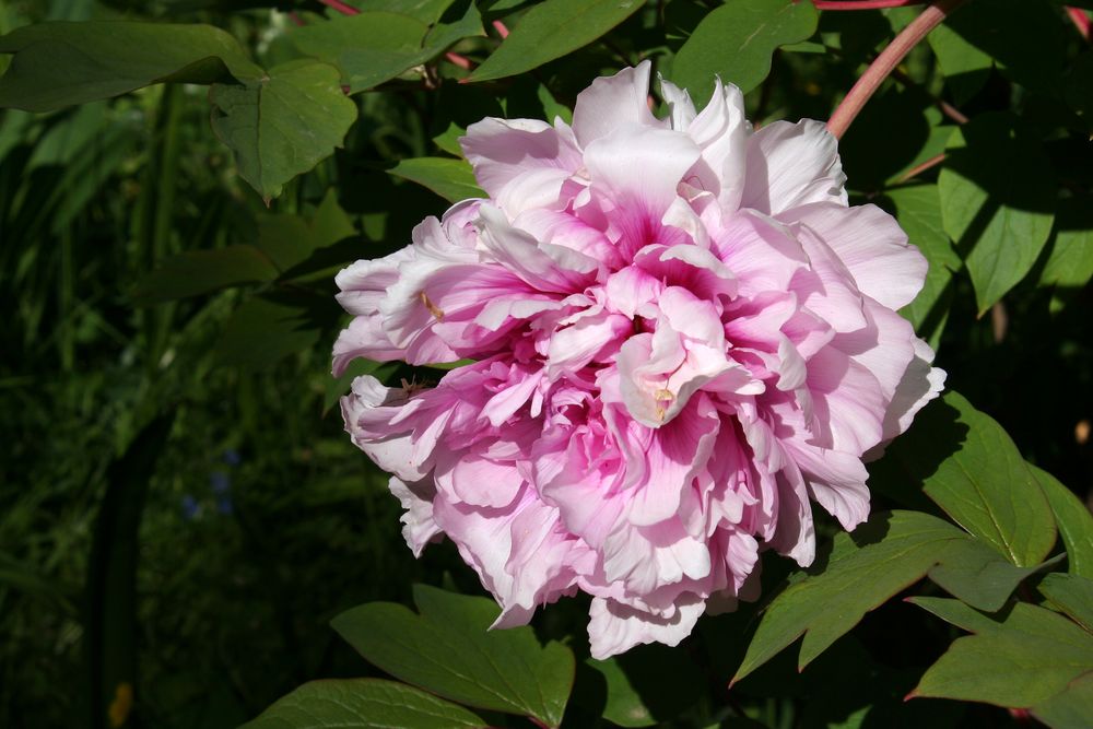 Die StrauchPfingstrose 'Duchesse de Morny' Foto & Bild blatt, blüte