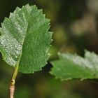 Die Strauchbirke (Betula humilis)