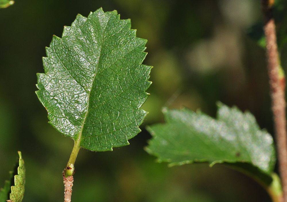 Die Strauchbirke (Betula humilis)