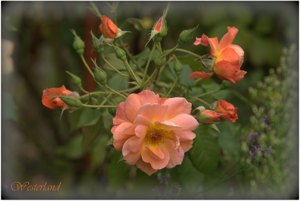 Die Strauchrose Westerland