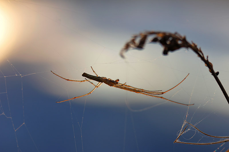 die Streckerspinne am Abend