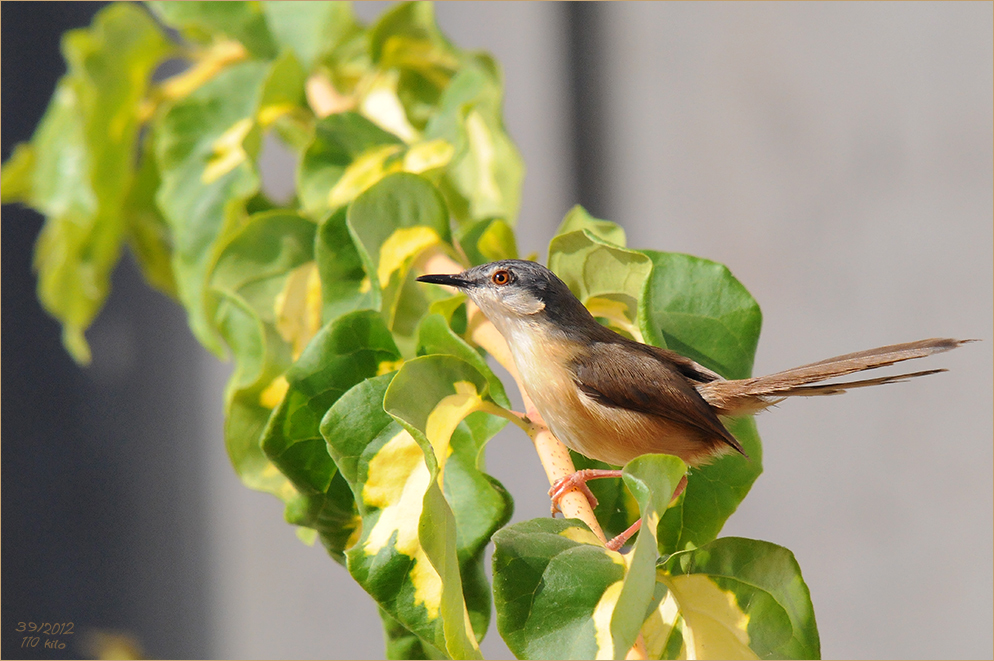 Die Streifenprinie (Prinia gracilis)