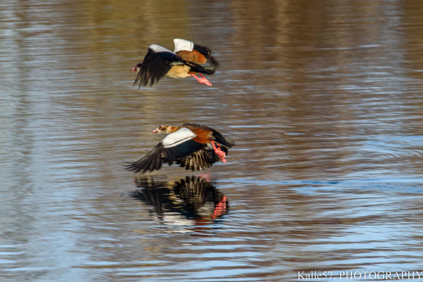 die streitbaren Nilgänse