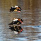 die streitbaren Nilgänse