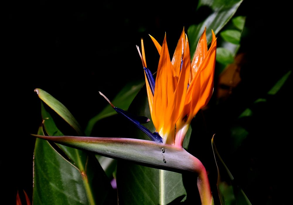  Die Strelitzia  