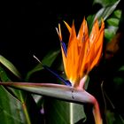  Die Strelitzia  