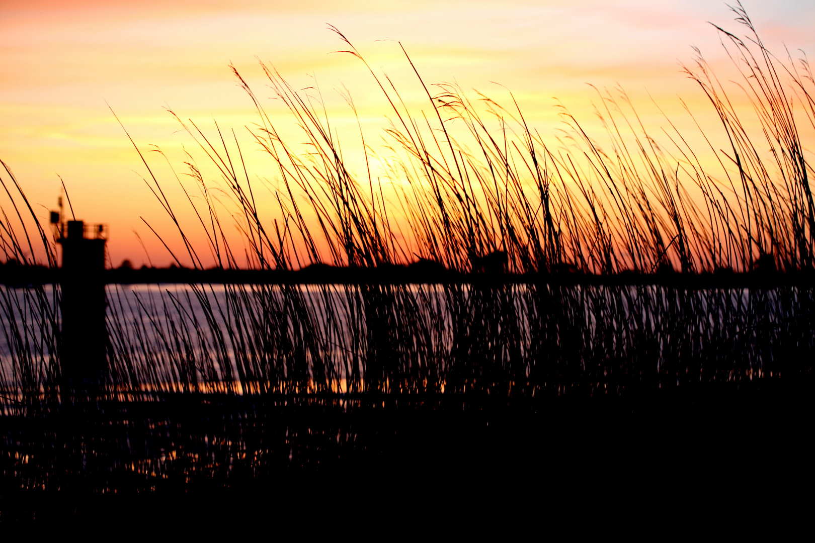 Die Streucher wehen im Wind.