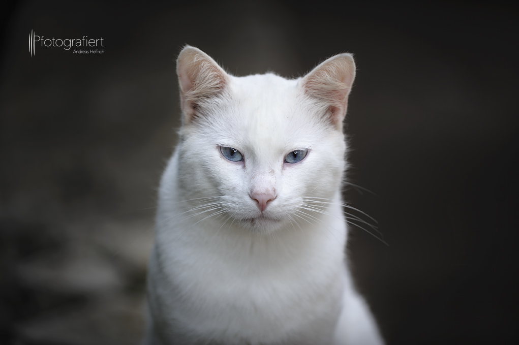 Die Streunerkatze mit den blauen Augen.