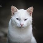 Die Streunerkatze mit den blauen Augen.