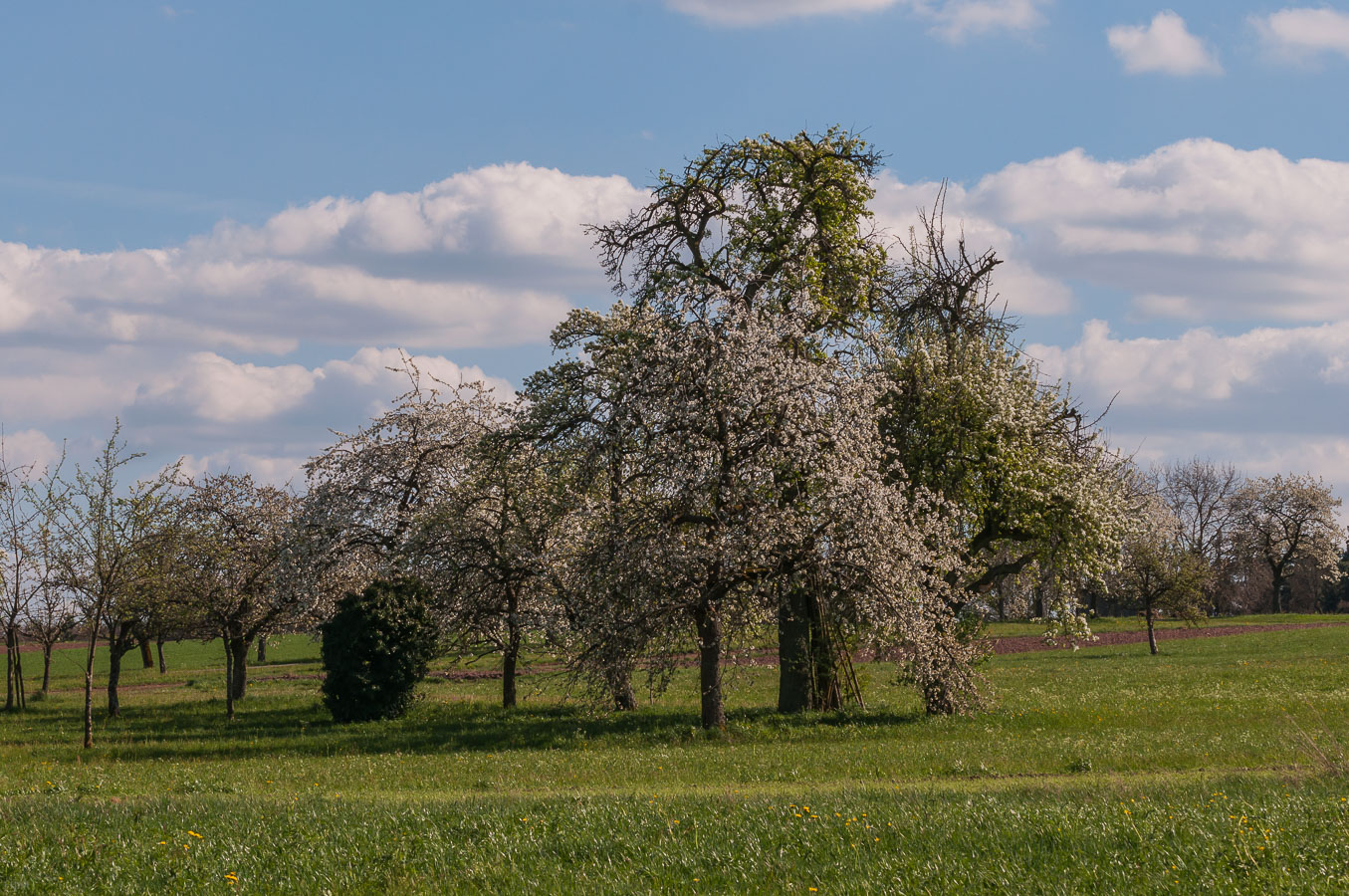 Die Streuobstwiese blüht