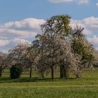 Die Streuobstwiese blüht