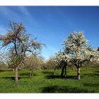 Die Streuobstwiesen erwachen 2