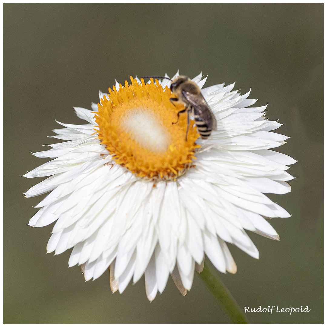 Die Strohblume wird untersucht