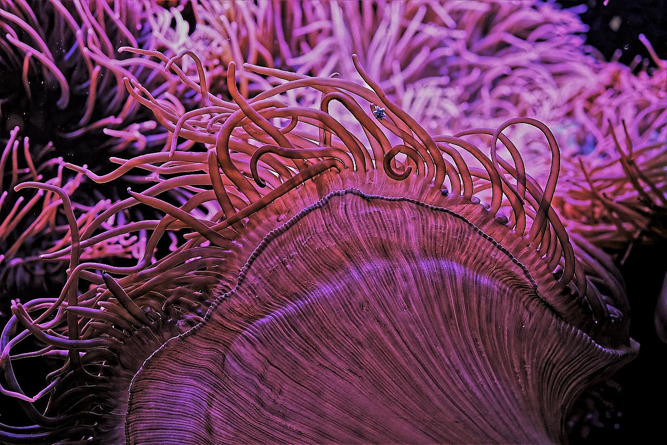 Die Strukturen der Seeanemone