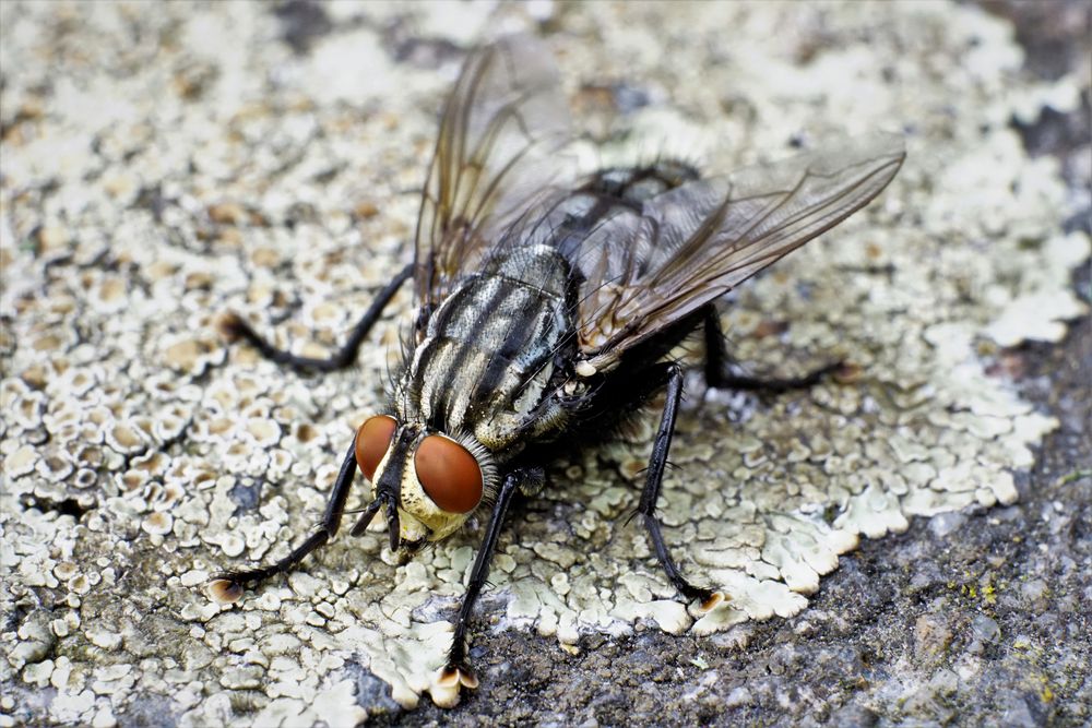 Die Stubenfliege Foto & Bild | tiere, wildlife, insekten Bilder auf ...