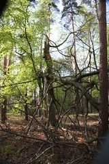 die Sturmschäden halten sich bei uns in Grenzen