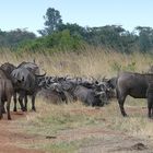 Die stursten Büffel Afrikas