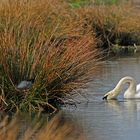 Die Suche geht weiter: Mein lieber Schwan, wo hat sich bloss das Blesshuhn versteckt? 