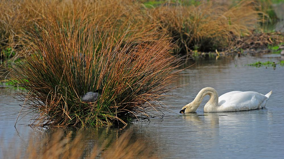 Die Suche geht weiter: Mein lieber Schwan, wo hat sich bloss das Blesshuhn versteckt? 