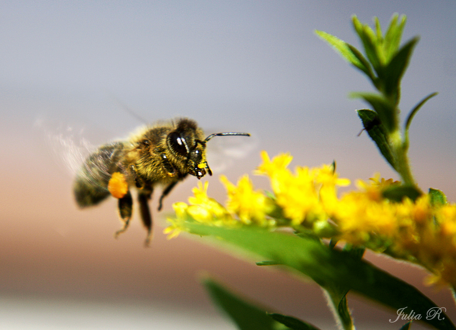 Die Suche nach den besten Blumen