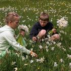 die Suche nach den Doppelblüten