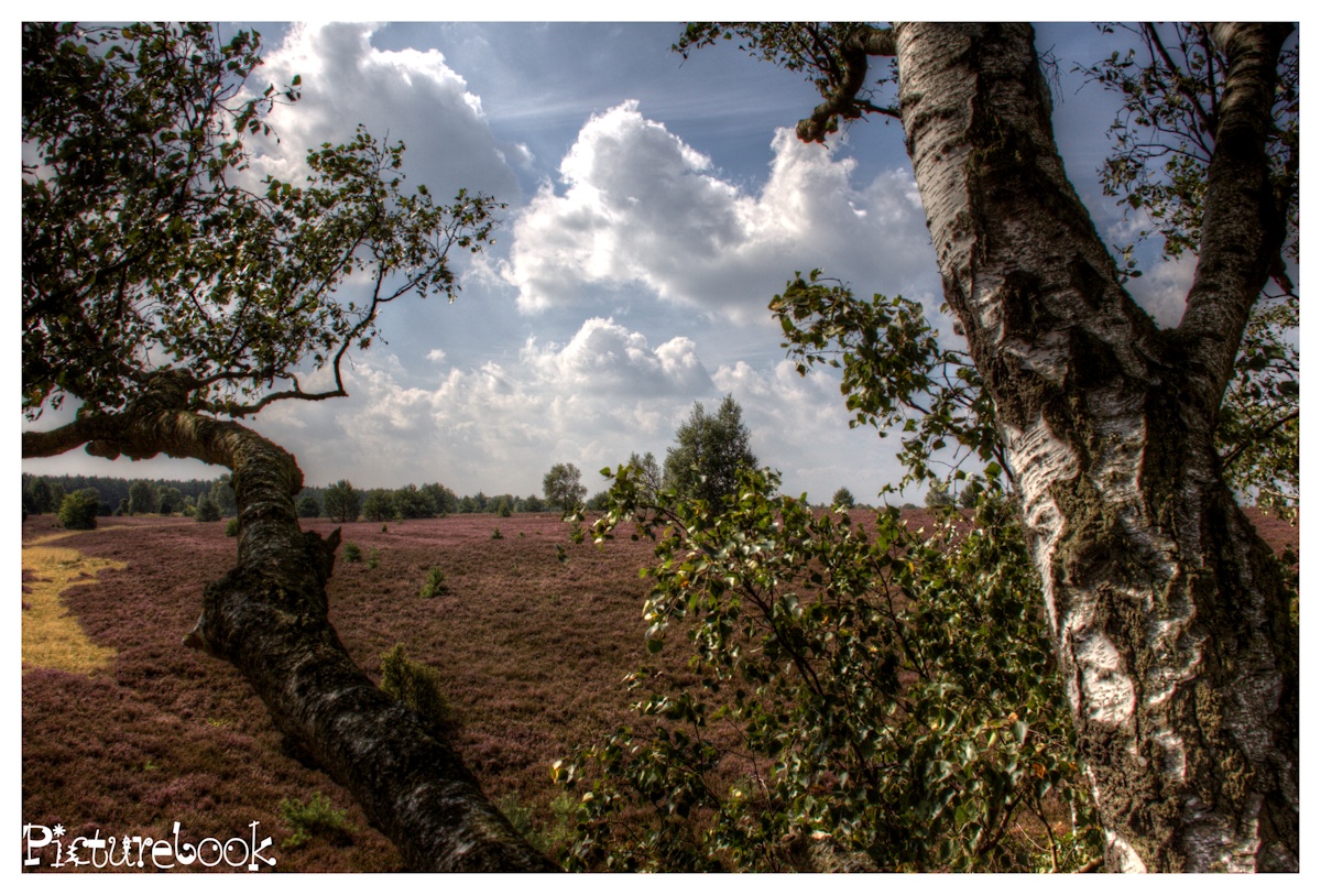 Die Südheide