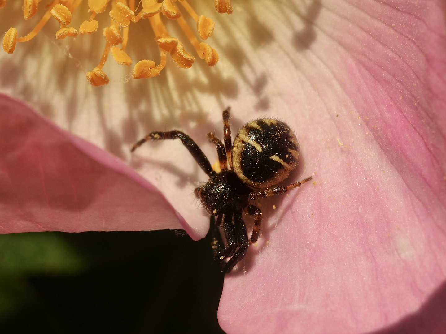 Die Südliche Glanz-Krabbenspinne (Synaema globosum) - eine hierzulande eher seltene Beobachtung!