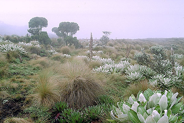 Die Sümpfe am Mount Kenya