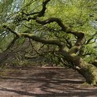 die süntelbuchen in frischem grün