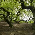 die süntelbuchenallee im frühling