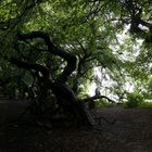 die süntelbuchenallee im regen