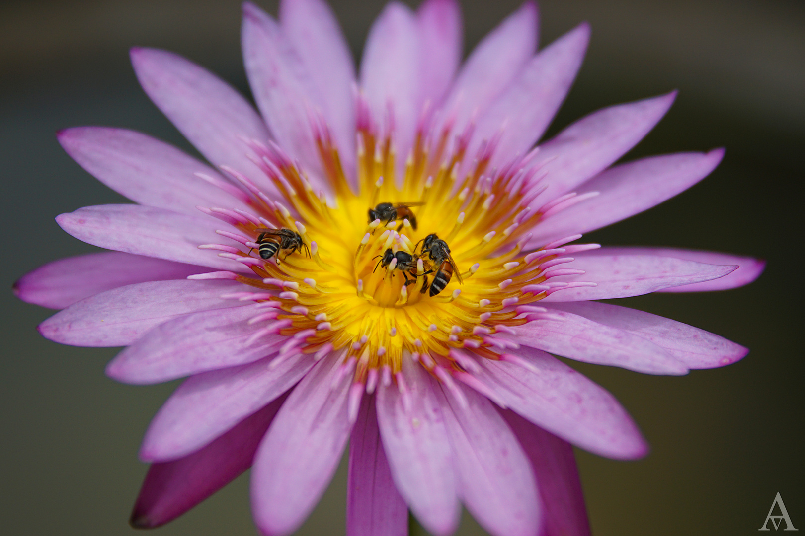 Die süße Blüte