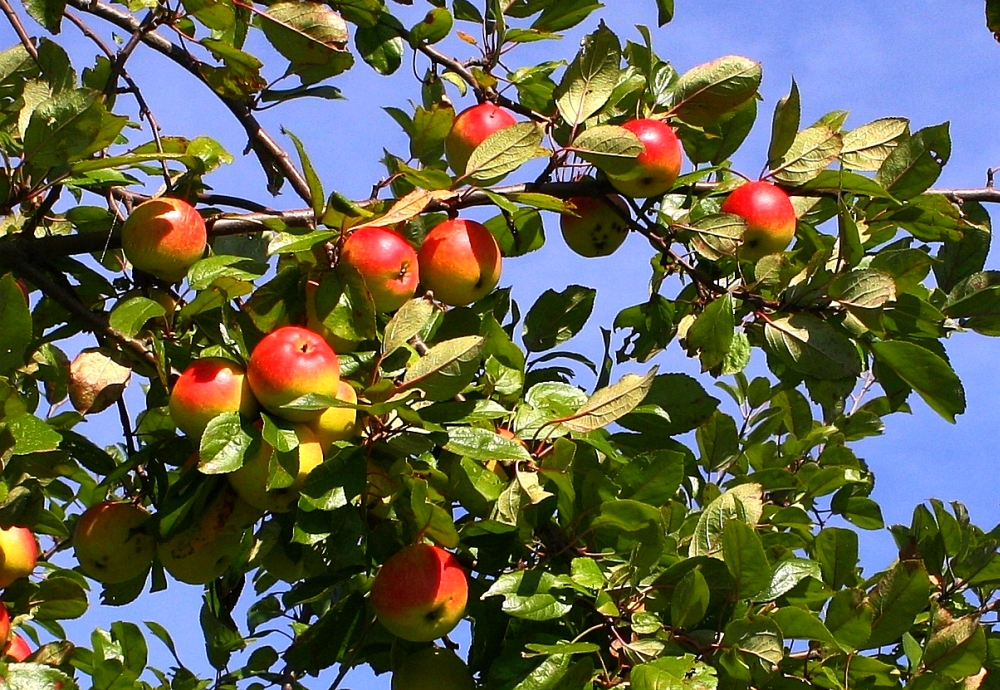 Die Süße des Sommers