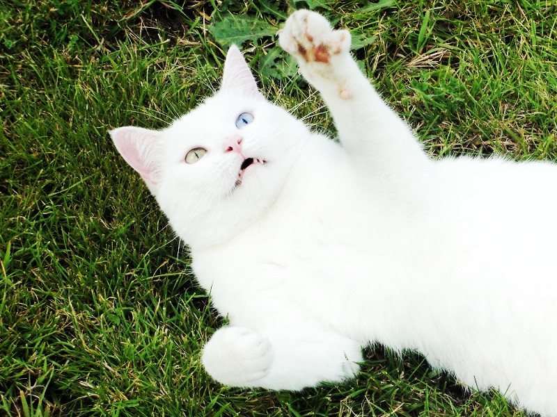 Die süße kleine Katze von nebenan