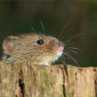 Die süße Maus im Wald, zeigte sich auch mal wieder...